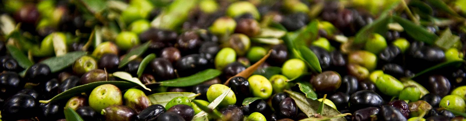olio extra vergine di oliva sicilia biologico